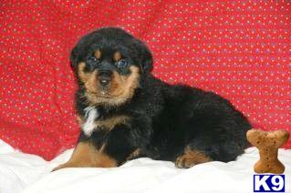Puppies in PA